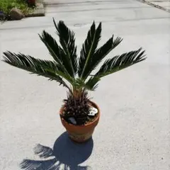 ソテツのサムネイル