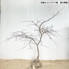枝垂れコハウチワカエデ 関の華厳 / ① - メルカリ