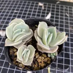 あちゃみ様 リクエスト 5点 まとめ商品