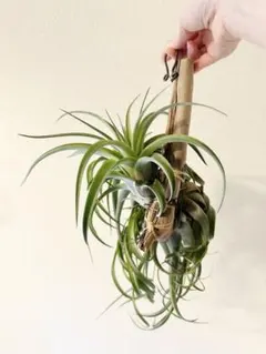 Platycerium veitchii wild AUS No.8 oc - メルカリ