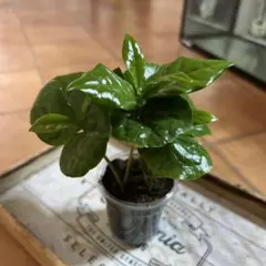 Tippo＊ プロフ一読お願いします＊様 リクエスト 2点 まとめ商品