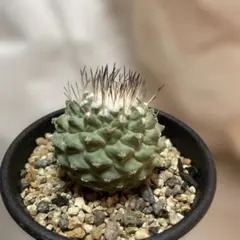 2025年最新】菊水 サボテンの人気アイテム - メルカリ
