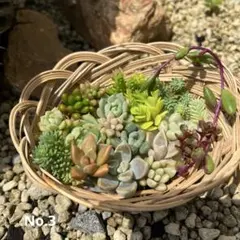 多肉植物　カット苗のサムネイル