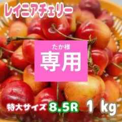 Top【選抜株】多肉植物 23645ローリーエーナス 30個 鉢無し/脱土