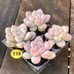 chiko様 リクエスト 4点 まとめ商品