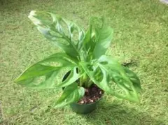 コテツ様 リクエスト 2点 まとめ商品