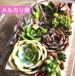 多肉植物♡エケベリア韓国苗詰め合せ♡セダムカット苗セット♡現品メルカリ便