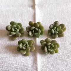 多肉　桜のしずく　カット苗　5個