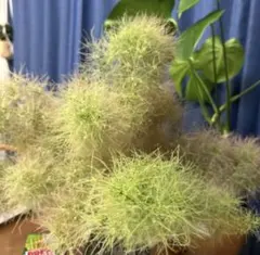 スモークツリー　フレッシュのサムネイル