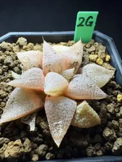 多肉植物・ハオルチア 赤太陽錦 ・抜き苗・メルカリ便発送 - メルカリ