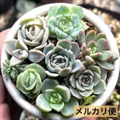 多肉植物　♠︎ エケベリアなどの寄せ植え　カット苗　ミニ　メルカリ便【匿名配送】