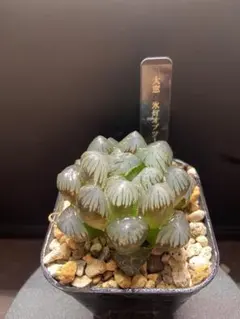 OZ様 リクエスト 3点 まとめ商品