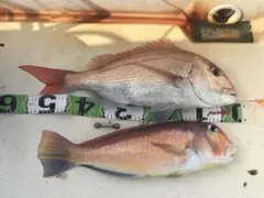 Item thumbnail for item 209de9e1-a147-4ae8-9a3b-59b96fc0323a