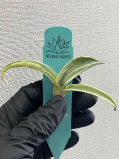 2025年最新】オバティフォリアの人気アイテム - メルカリ