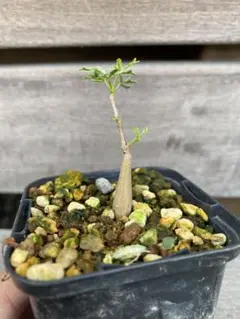 2025年最新】コミフォラの人気アイテム - メルカリ