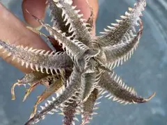 ディッキア Dyckia, Purple Silver Ball 子株 - メルカリ