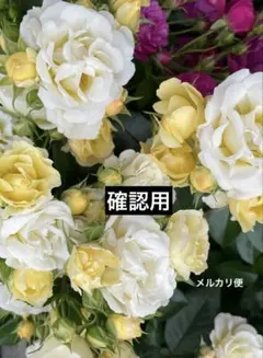 ミニバラ苗　K サマディ様 リクエスト 2点 まとめ商品