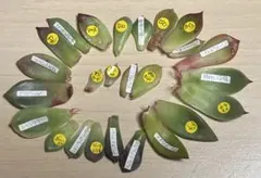 葉挿しセット　25枚+α エケベリア　多肉植物
