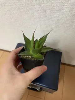 2026年最新】アガベ ホリダ 子株の人気アイテム - メルカリ