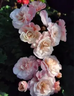 セール珍しいゼラニウム開花大苗 - メルカリ