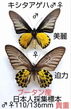 2026年最新】キシタアゲハの人気アイテム - メルカリ