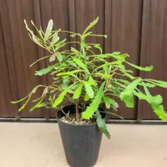 コーストバンクシア　鉢植えK　オージープランツ　ドライガーデン　苗　苗木のサムネイル