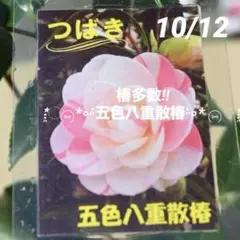 紅椿様 リクエスト 2点 まとめ商品