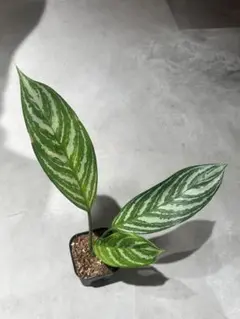 2026年最新】アグラオネマ カーティシーの人気アイテム - メルカリ