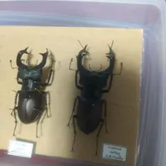 ヨーロッパミヤマクワガタ 大腮だいさい 大アゴ 巨大発達 2026年最新】ヨーロッパミヤマクワガタの人気アイテム - メルカリ