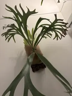 子株】P.sp (マジュスポ・HK sp) 法花園 ビカクシダ 緑 - メルカリ