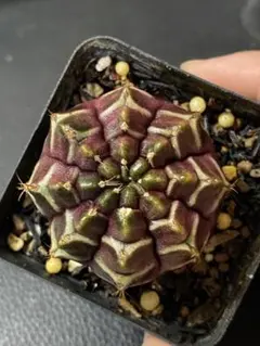 【アリマ様専用】ご注文の2点