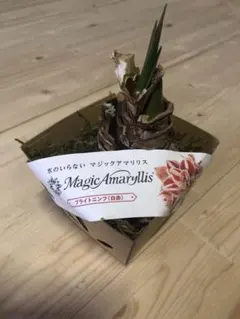 YOK様 リクエスト 2点 まとめ商品