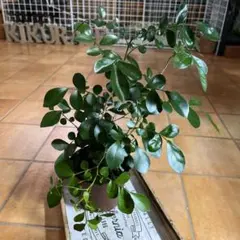 B ムラヤ　パニクラータ　土植え　観葉植物