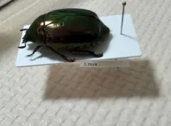 お得なパッキング標本セット　ランキフェル　ハムシ　ドヘルティ　ニジイロカナブン等 お得なパッキング標本セット ランキフェル ハムシ ドヘルティ