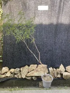山採り アセビ 馬酔木 約180センチ - メルカリ