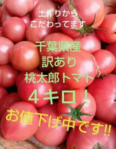 朝採れ　千葉県産　訳あり　桃太郎トマト　４キロ！※お値下げ理由商品説明欄で確認※のサムネイル