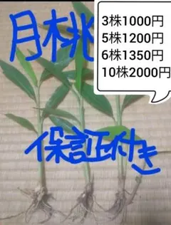 月桃の苗　5株のサムネイル