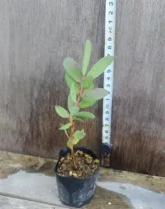 プロテア　エキシミア苗のサムネイル
