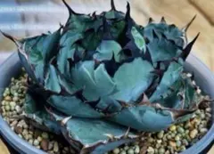 2026年最新】黒鯨 アガベの人気アイテム - メルカリ