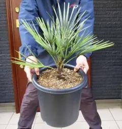 チャメロプス　約:70cm. 【セリフェラ チャメロップス フミリス 】08 チャメロプス・フミリス・セリフェラ/シルバーリーフ 8号 - メルカリ