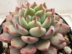 クゥとチャチャ様 リクエスト 2点 まとめ商品