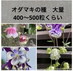 オダマキ種　大量　400〜500粒くらい　MIX ピンク,白,紫など