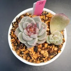 ちくわ様 リクエスト 2点 まとめ商品