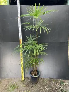 シュロチク 棕櫚竹 8号鉢 19 観葉植物 - メルカリ