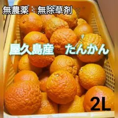 たんかん　屋久島産　タンカン　無農薬　2L　柑橘類　みかん　果物　期間限定