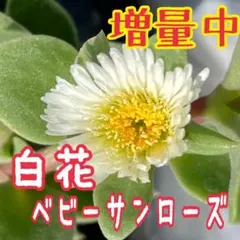 杏鈍　★プロフ必読★様 リクエスト 3点 まとめ商品