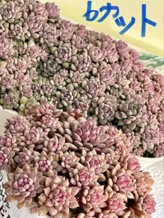 多肉植物　韓国苗　エケベリア　クリッシーエヌライアン　おまかせ6カット