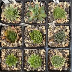 Florence様 リクエスト 3点 まとめ商品