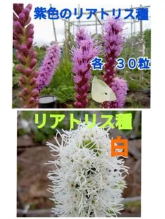 リアトリス苗　赤紫と白花 ネコポス便発送 リアトリス苗 赤紫と白花 - メルカリ