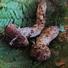 2025年最新】岩手県産松茸 久慈の人気アイテム - メルカリ